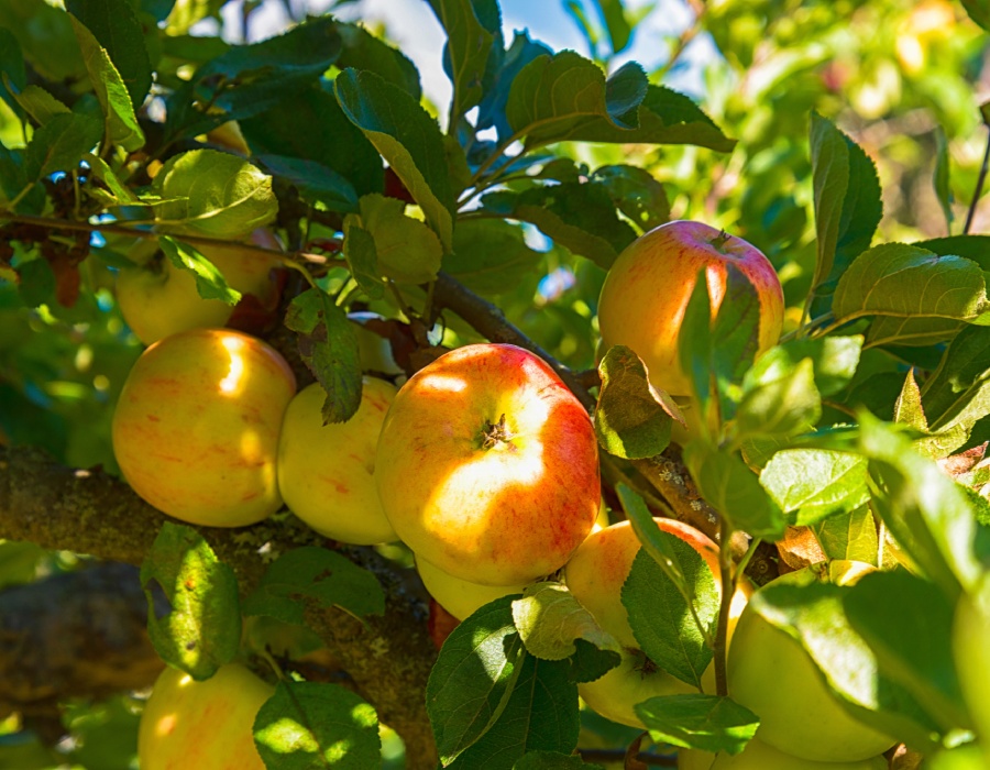 Arbres fruitiers Arbres fruitiers