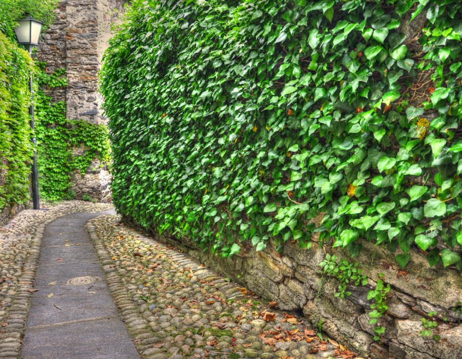Plantes de haies et plantes grimpantes Plantes de haies et plantes grimpantes