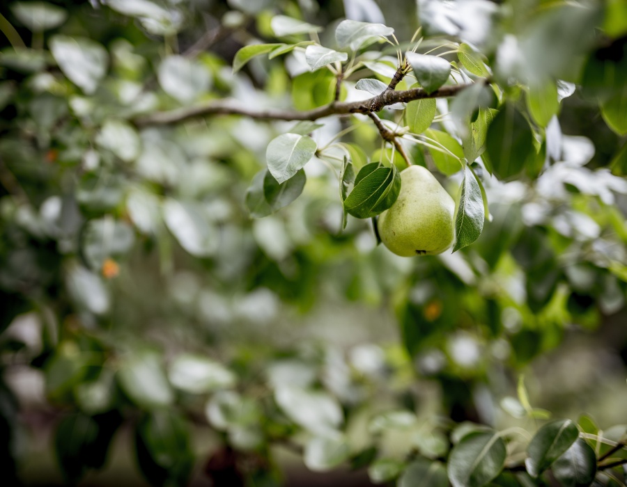 Arbres fruitiers Arbres fruitiers