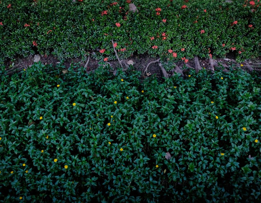 Plantes de haies et plantes grimpantes Plantes de haies et plantes grimpantes