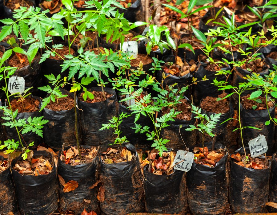 Vente d'arbres et arbustes Vente d'arbres et arbustes