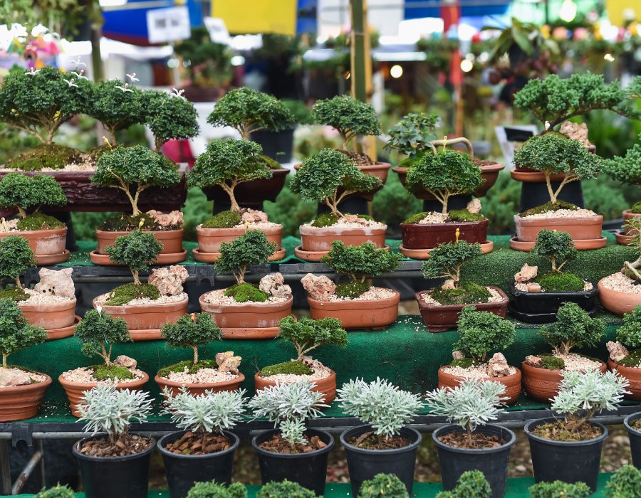 Vente d'arbres et arbustes Vente d'arbres et arbustes